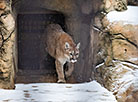 Minsk Zoo preparing for winter