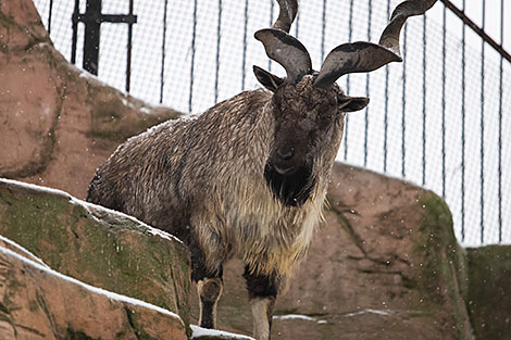 Minsk Zoo preparing for winter