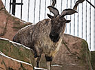 Minsk Zoo preparing for winter