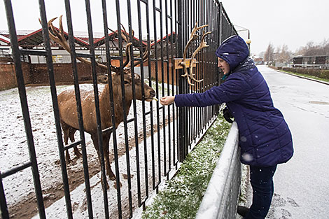 Minsk Zoo preparing for winter