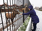 Minsk Zoo preparing for winter