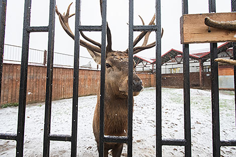 Минский зоопарк готовится к зиме