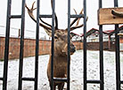 Minsk Zoo preparing for winter