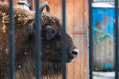 Minsk Zoo preparing for winter