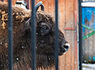 Minsk Zoo preparing for winter