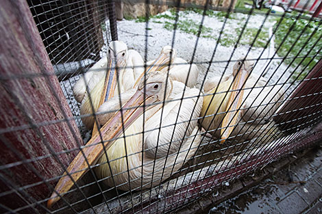 Minsk Zoo preparing for winter