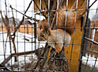 Minsk Zoo preparing for winter