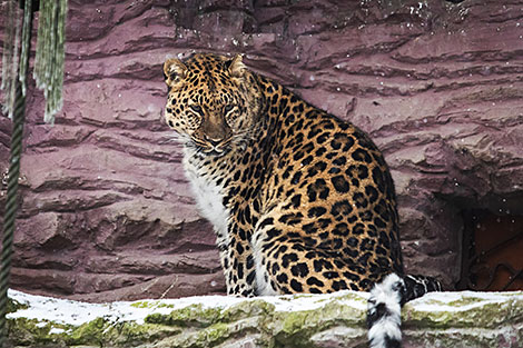 Minsk Zoo preparing for winter