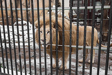 Minsk Zoo preparing for winter