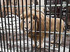 Minsk Zoo preparing for winter