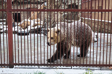 Minsk Zoo preparing for winter