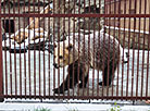 明斯克动物园为冬天做准备