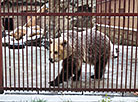 Minsk Zoo preparing for winter