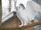 Minsk Zoo preparing for winter