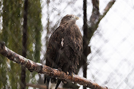 Minsk Zoo preparing for winter