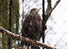 Minsk Zoo preparing for winter