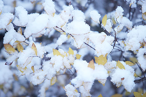 First snow in Grodno 