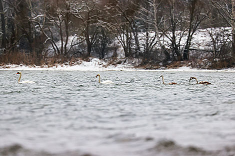 Winter in the Narochansky National Park