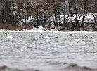 Winter in the Narochansky National Park