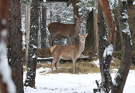 Winter landscapes in the Pripyatsky National Park