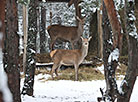 Winter landscapes in the Pripyatsky National Park