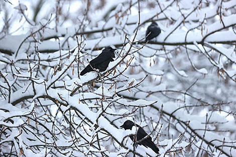 Minsk blanketed in snow