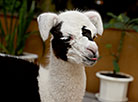 Newborn llama in Vitebsk Zoo