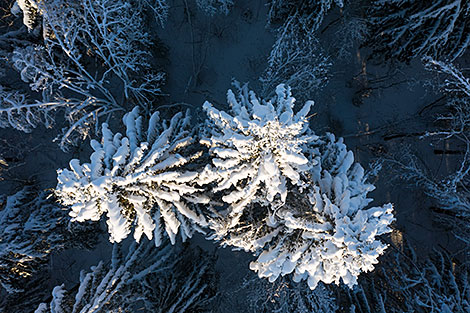 Зімнія пейзажы ў Лагойскім раёне