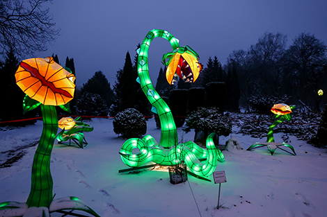 Festival of lanterns at Botanical Garden in Minsk