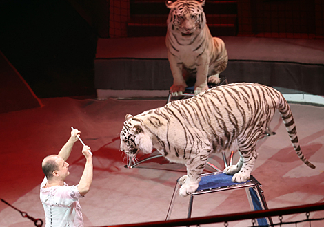 Gomel Circus presents new show