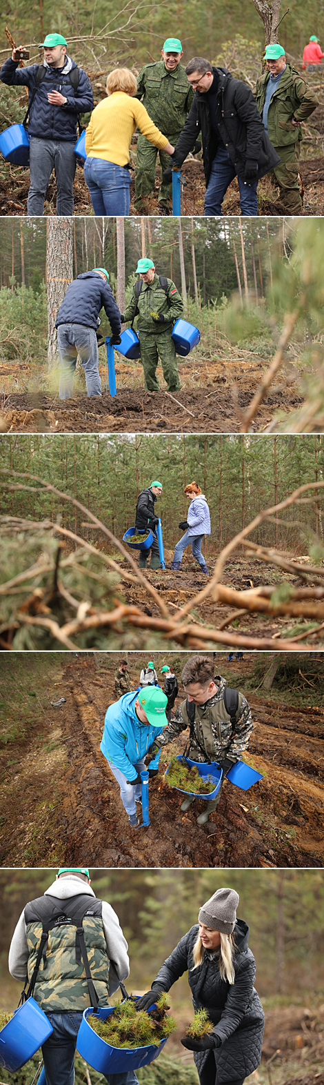 Сотрудники Администрации Президента во время посадки леса в Логойском лесхозе