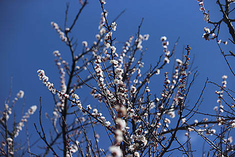 Spring blossom in Grodno