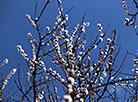 Spring blossom in Grodno