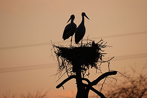 Storks in Grodno Oblast 