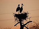 Storks in Grodno Oblast 