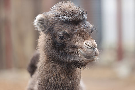 Baby camel in Minsk Zoo