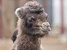 Baby camel in Minsk Zoo