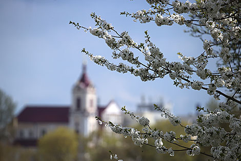 Spring blossom season in Grodno