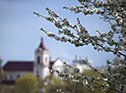 Spring blossom season in Grodno