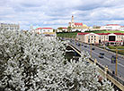 Grodno in bloom