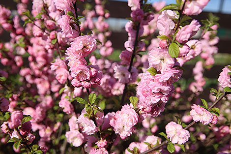 Spring blossom season in Grodno