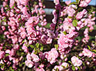 Spring blossom season in Grodno