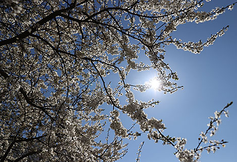 Blossoming cherry trees in Minsk