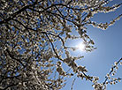 Blossoming cherry trees in Minsk