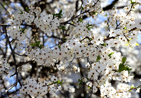 Blossoming cherry trees in Minsk