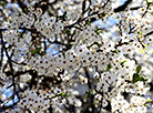 Blossoming cherry trees in Minsk