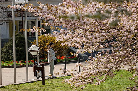 Sakura in bloom in Sendai Public Garden