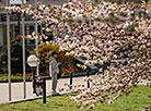 Цветение сакуры в Сендайском сквере