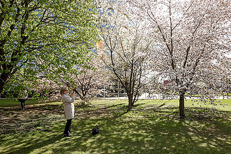 Sakura alley in Minsk