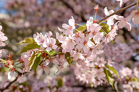 Sakura in bloom in Sendai Public Garden